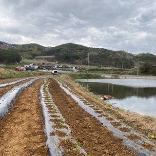 박흠님의 고추 · 일상 작성글 사진