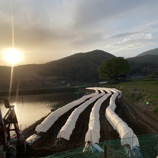 박흠님의 고추 · 일상 작성글 사진