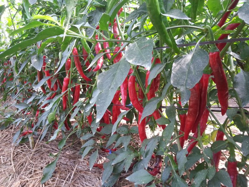 장터 상품 [고추크립 ] 썸네일