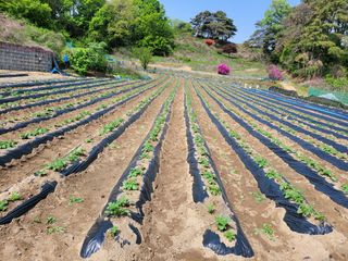 김성자님의 감자 · 자유게시판 작성글 사진