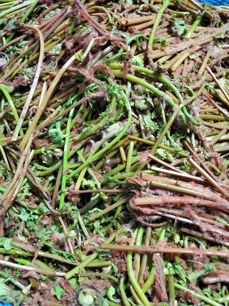 장터 상품 [강원도 자연산  건  고비나물] 썸네일