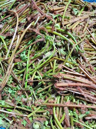 약초꾼님의 작성글 사진