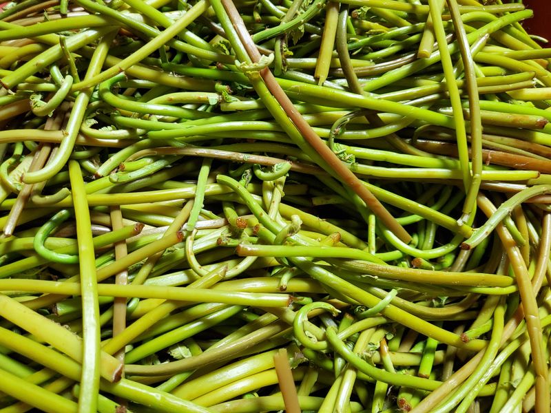 약초꾼님의 장터 판매 상품 [강원도 자연산  건  고비나물] 첨부 사진