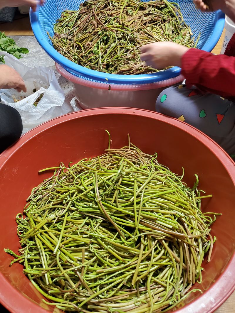 약초꾼님의 장터 판매 상품 [강원도 자연산  건  고비나물] 첨부 사진