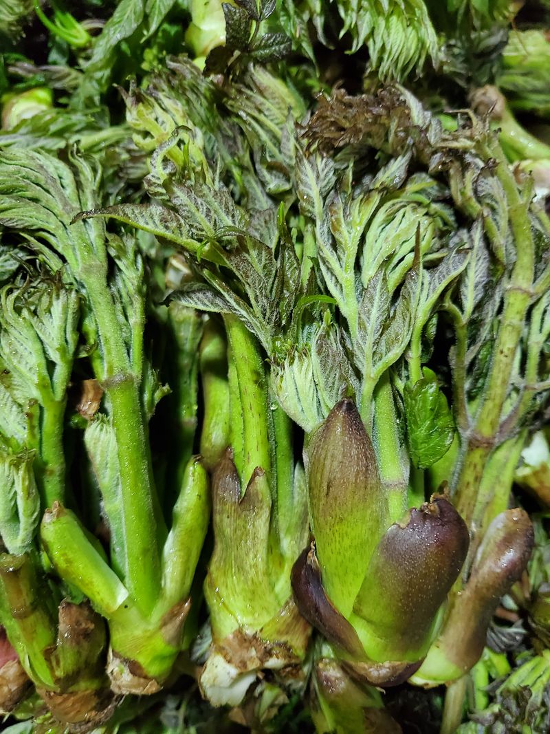 배추5999님의 장터 판매 상품 [엄드릅참드릅 1키로] 첨부 사진