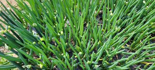 채경희님의 자유주제 · 사진전 작성글 사진