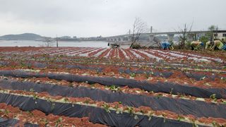 무안선유농원님의 고구마 · 자유게시판 작성글 사진