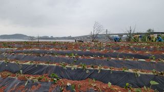 무안선유농원님의 고구마 · 자유게시판 작성글 사진