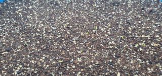 김동현님의 토마토 · 파종•정식 작성글 사진