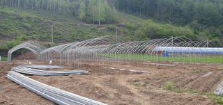 김동현님의 토마토 · 파종•정식 작성글 사진