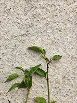 팜모닝 고추·병해충상담 게시글 이미지