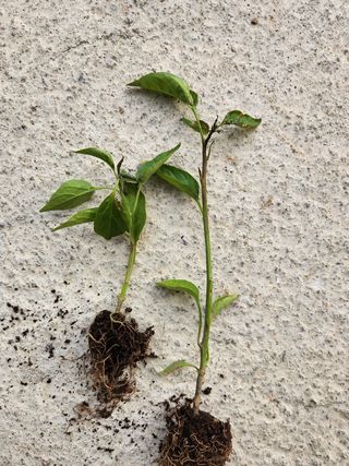 이원정님의 고추 · 병해충상담 작성글 사진