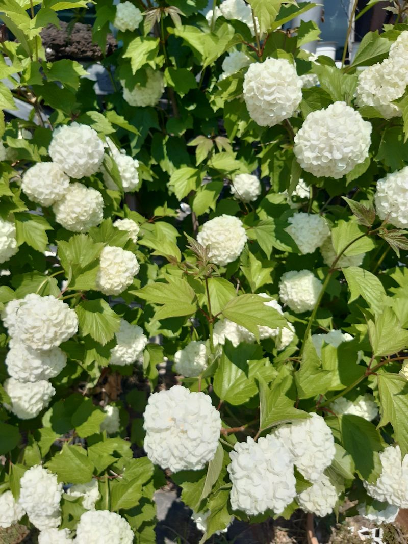 장터 상품 [들깨 판매완판입니다] 썸네일