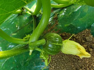 승현이네농님의 호박 · 자유게시판 작성글 사진