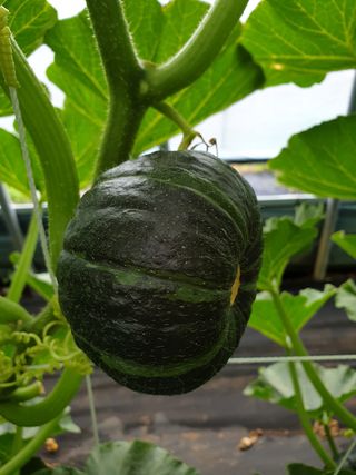 승현이네농님의 호박 · 자유게시판 작성글 사진