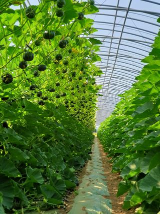 승현이네농님의 호박 · 자유게시판 작성글 사진