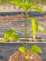 팜모닝 고추·파종•정식 게시글 이미지