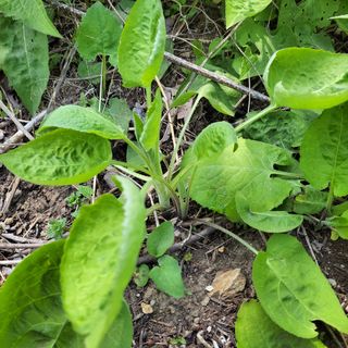 농부쑤니님의 우리동네 · 동네질문 작성글 사진