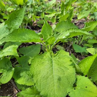 농부쑤니님의 우리동네 · 동네질문 작성글 사진