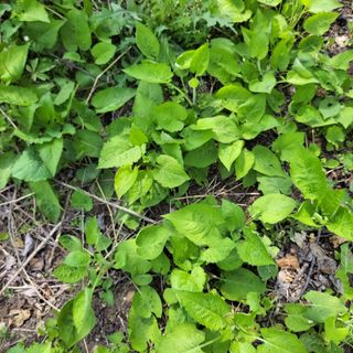 농부쑤니님의 우리동네 · 동네질문 작성글 사진