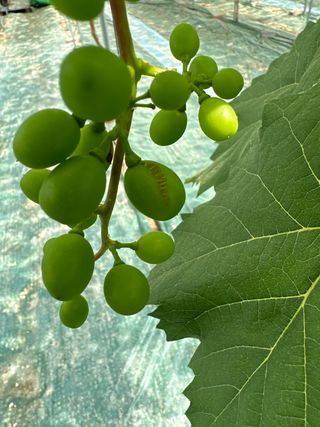 마늘21864님의 포도 · 병해충상담 작성글 사진