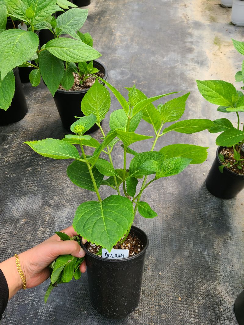 장터 상품 [엔들레스썸머 수국] 썸네일