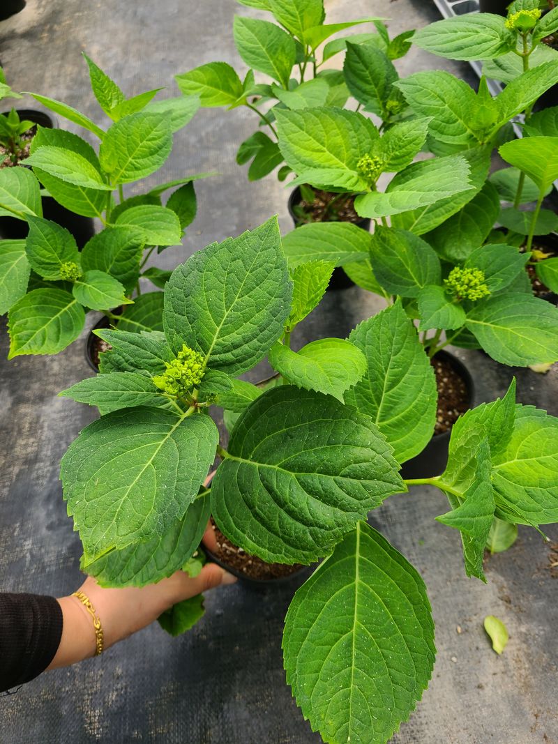 백구수국님의 장터 판매 상품 [엔들레스썸머 수국] 첨부 사진