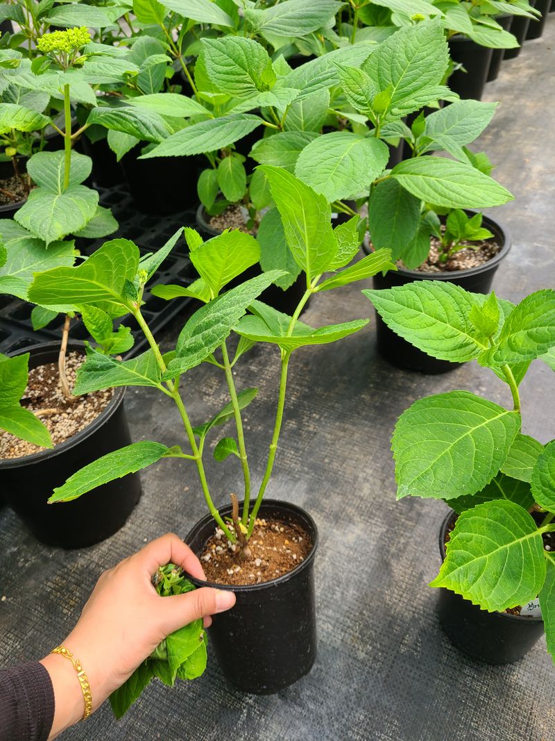 백구수국님의 장터 판매 상품 [엔들레스썸머 수국] 첨부 사진