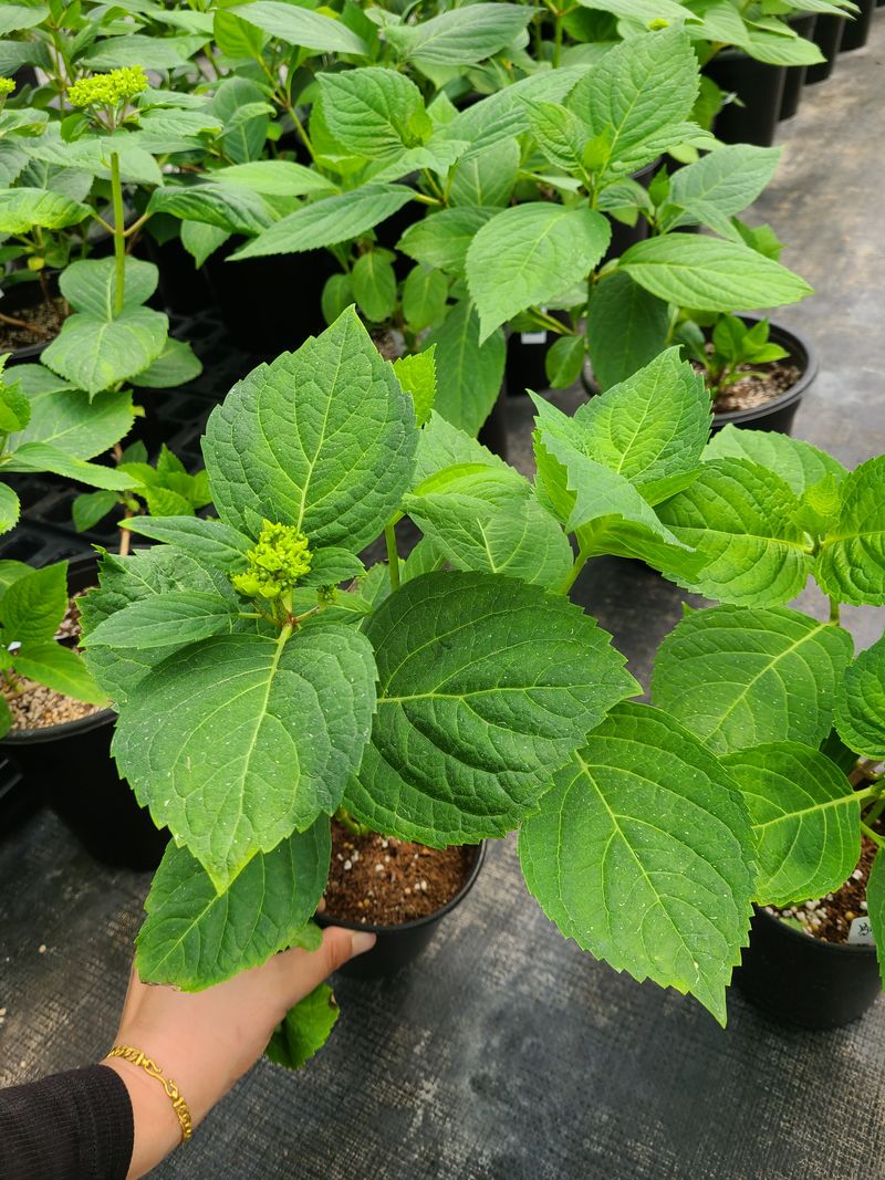 백구수국님의 장터 판매 상품 [엔들레스썸머 수국] 첨부 사진