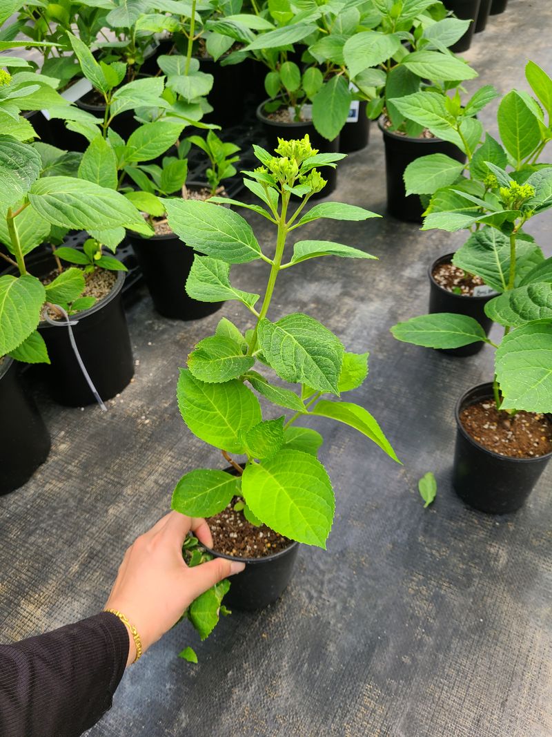 백구수국님의 장터 판매 상품 [엔들레스썸머 수국] 첨부 사진