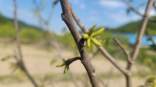 나산 블루베리농원님의 자유주제 · 자유게시판 작성글 사진
