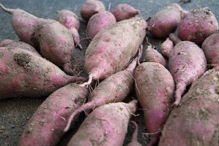 이승하님의 고구마 · 자유게시판 작성글 사진