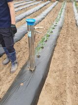 팜모닝 고추·파종•정식 게시글 이미지