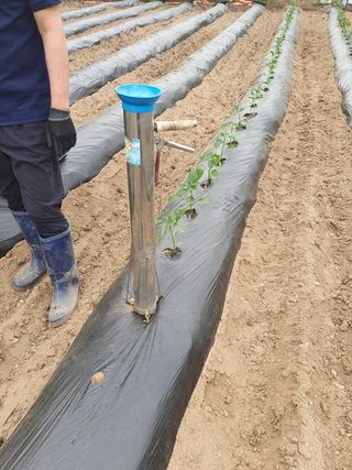 김종은님의 고추 · 파종•정식 작성글 사진