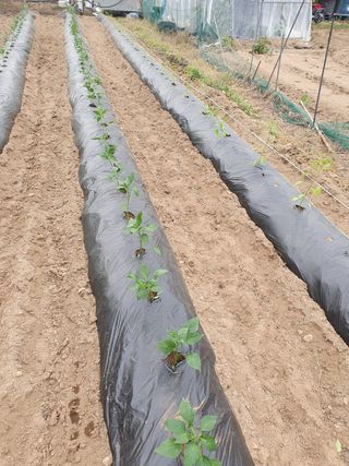 김종은님의 고추 · 파종•정식 작성글 사진