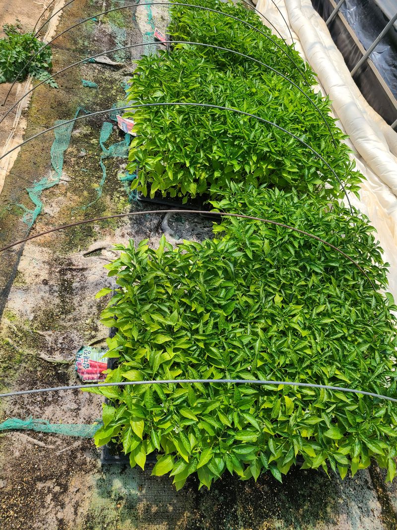 장터 상품 [고추모종 심고나머지72구 11판 남았네요 ] 썸네일