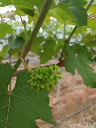 전성란님의 포도 · 자유게시판 작성글 사진
