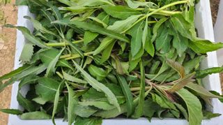 조병대님의 기타작물 · 자유게시판 작성글 사진