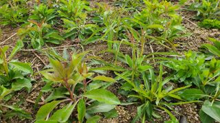 조병대님의 기타작물 · 자유게시판 작성글 사진