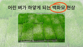 알 수 없음님의 벼 · 자유게시판 작성글 사진