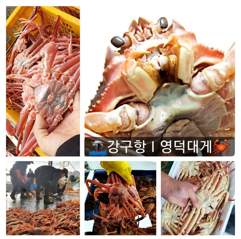 노가네수산님의 장터 판매 상품 [강구항 홍게 영덕대게 박달홍게 후포리] 첨부 사진