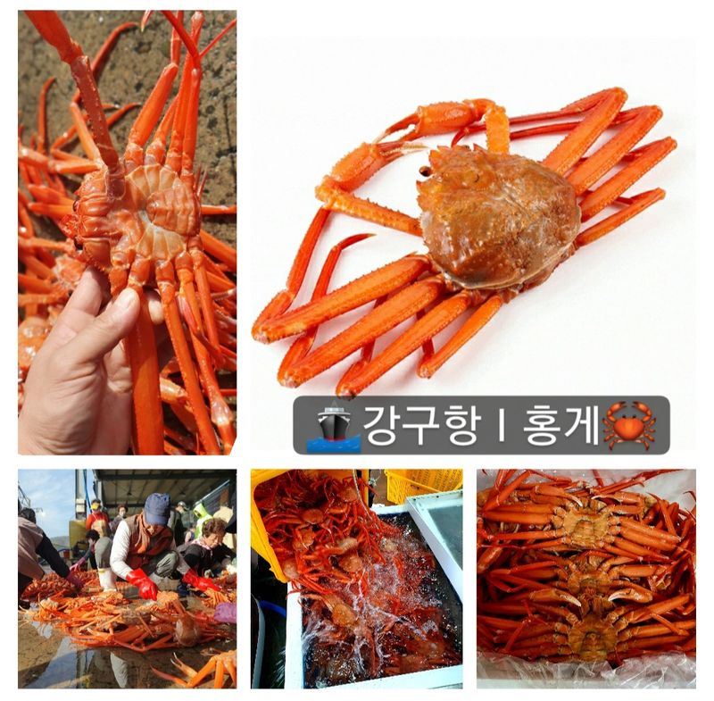 노가네수산님의 장터 판매 상품 [강구항 홍게 영덕대게 박달홍게 후포리] 첨부 사진