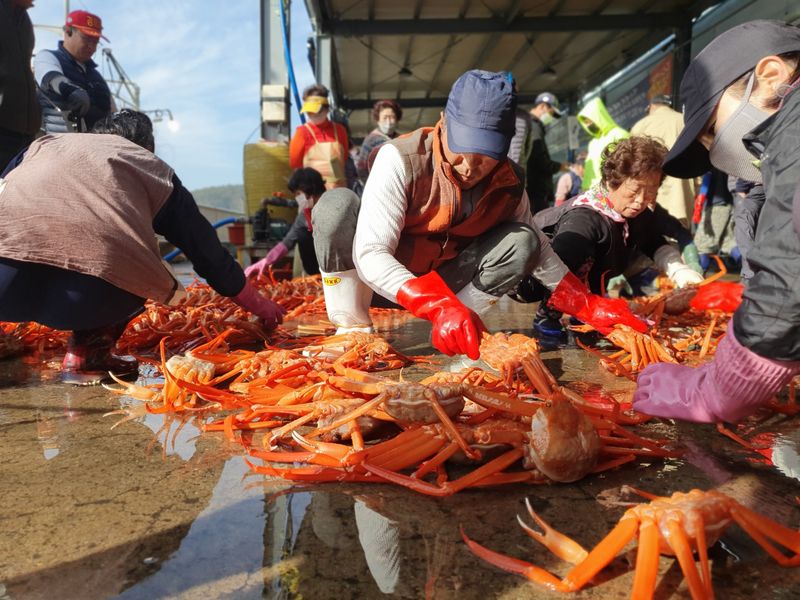 노가네수산님의 장터 판매 상품 [강구항 홍게 영덕대게 박달홍게 후포리] 첨부 사진