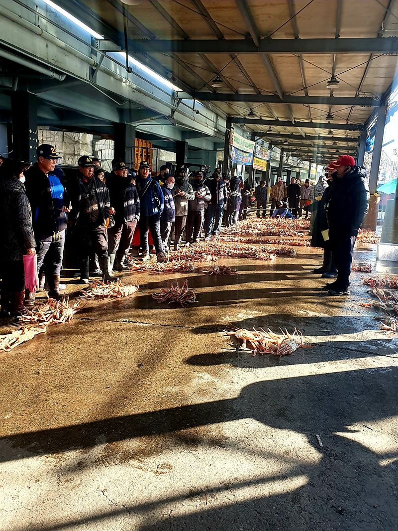 노가네수산님의 장터 판매 상품 [강구항 홍게 영덕대게 박달홍게 후포리] 첨부 사진