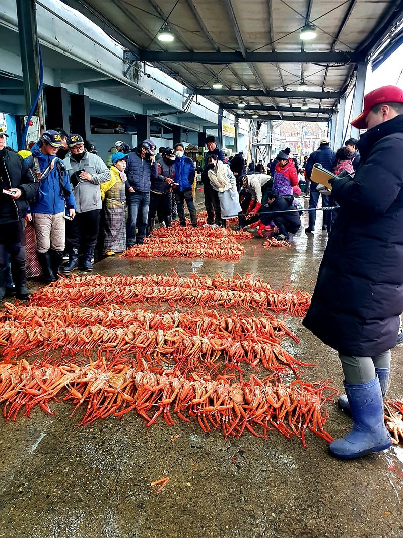 노가네수산님의 장터 판매 상품 [강구항 홍게 영덕대게 박달홍게 후포리] 첨부 사진