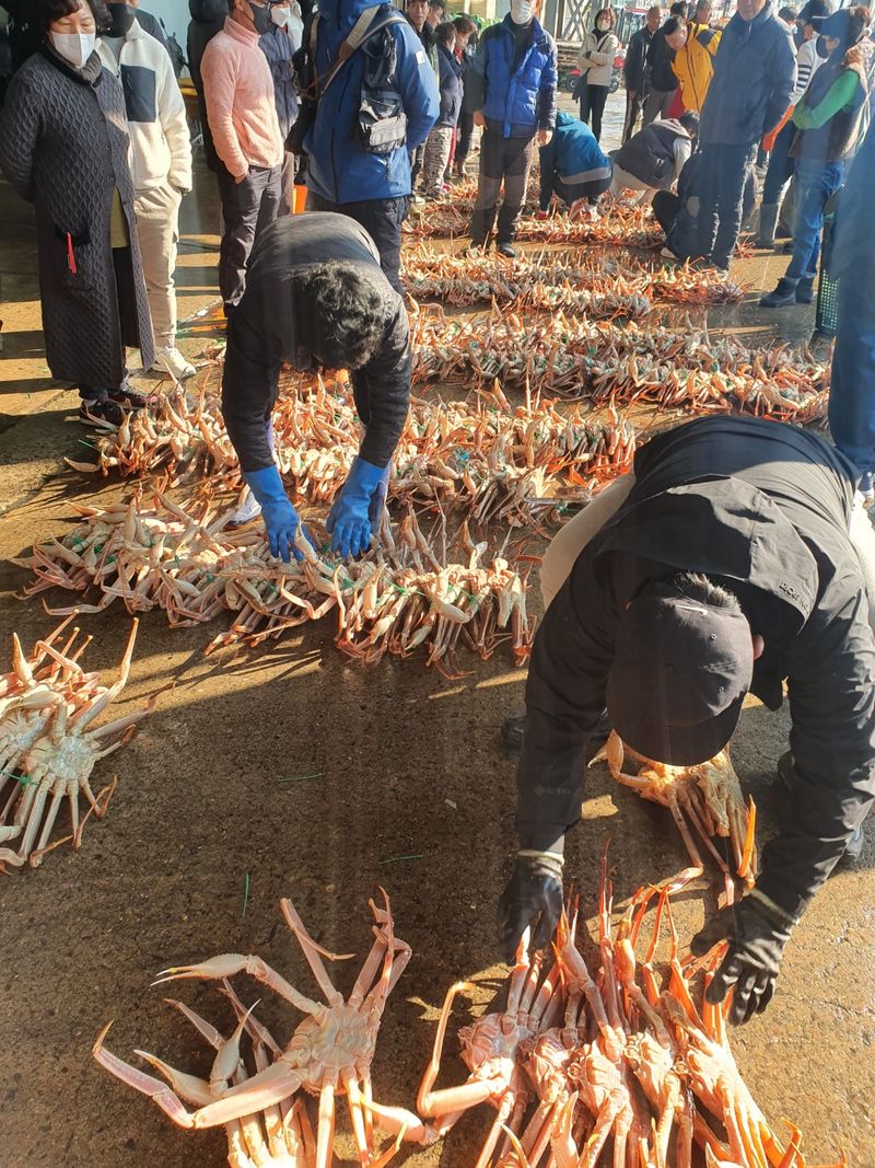 노가네수산님의 장터 판매 상품 [강구항 홍게 영덕대게 박달홍게 후포리] 첨부 사진