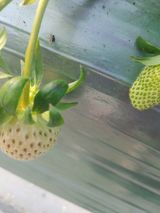 팜모닝 딸기·병해충상담 게시글 이미지