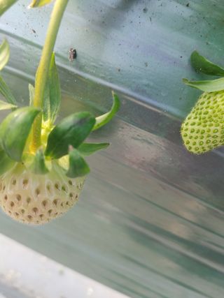 이님의 딸기 · 병해충상담 작성글 사진