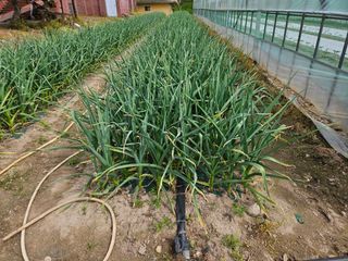 심영수님의 마늘 · 일상 작성글 사진