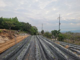 서동열님의 고추 · 파종•정식 작성글 사진